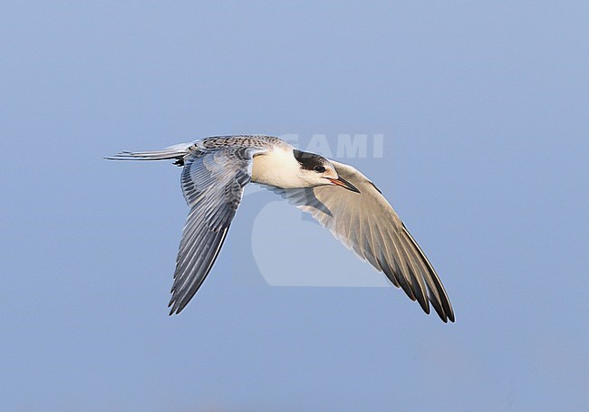 First-winter Common Tern (Sterna hirundo) at Hyères - France stock-image by Agami/Aurélien Audevard,