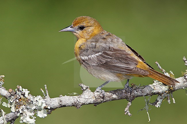 Adult female
Galveston Co., TX
April 2011 stock-image by Agami/Brian E Small,