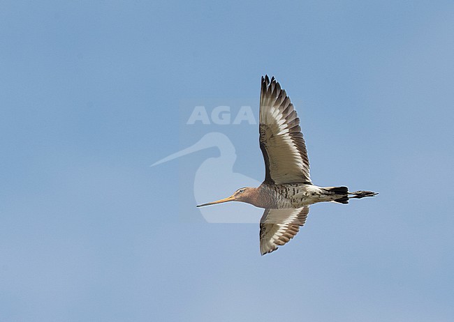 Black-tailed Godwit (Limosa limosa) Liminka Finland June 2012 stock-image by Agami/Markus Varesvuo,
