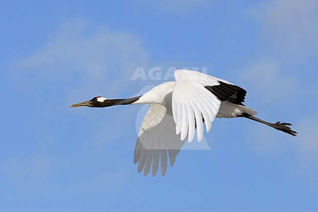  stock-image by Agami/Rob Riemer,