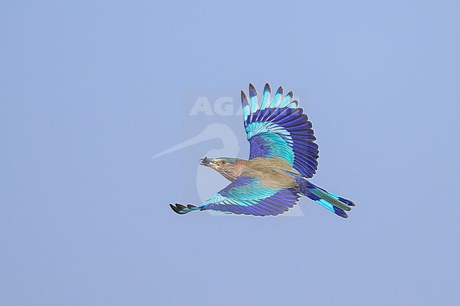 Indian roller, Coracias benghalensis, in flight. stock-image by Agami/Sylvain Reyt,