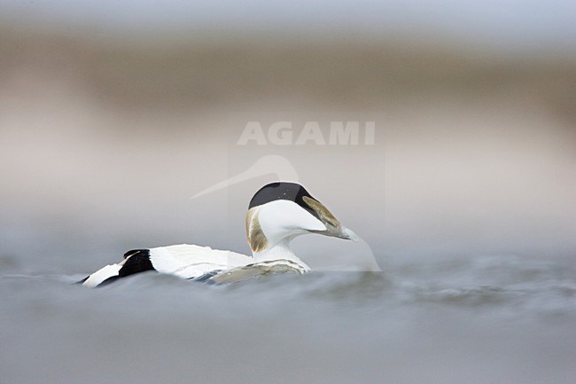 Zwemmend mannetje Eider; Swimming male Common Eider stock-image by Agami/Menno van Duijn,