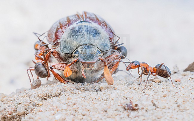 European red wood ants (Formica polyctena) with dead Common cockchafer (Melolontha melolontha) stock-image by Agami/Lennart Verheuvel,