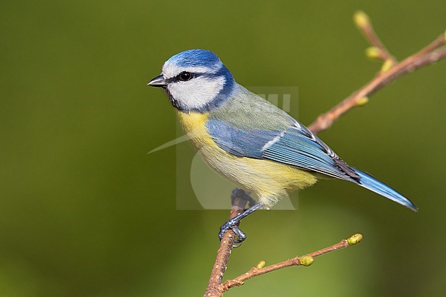 Eurasian Blue Tit (Cyanistes caeruleus), side view of an adult perched on a Common Hazel tree branch, Campania, Italy stock-image by Agami/Saverio Gatto,