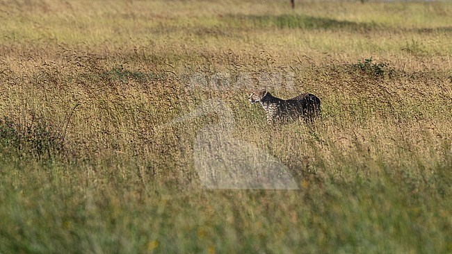 A cheetah, Acynonix jubatus, walks in tall grass. Seronera, Serengeti National Park, Tanzania stock-image by Agami/Sergio Pitamitz,