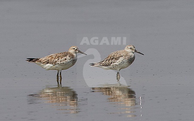 Great Knots (Calidris tenuirostris) resting on salt pan near Gulf of Thailand stock-image by Agami/Edwin Winkel,