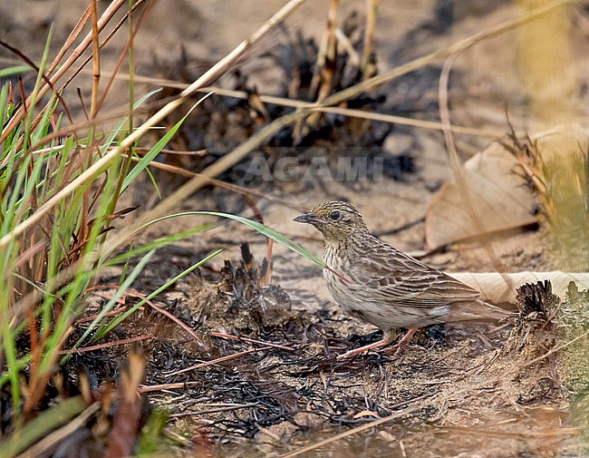 Short-tailed Pipit (Anthus brachyurus) in Gabon. stock-image by Agami/Pete Morris,