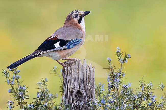 Eurasian Jay, Garrulus glandarius albipectus, in Italy. stock-image by Agami/Daniele Occhiato,
