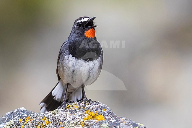 Stunning male Himalayan Rubythroat (Calliope pectoralis ballioni) perched on top of a rock in the high mountains of Kazakhstan. Also known as White-tailed Rubythroat. stock-image by Agami/Daniele Occhiato,