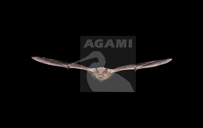 Ruige dwergvleermuis vliegend;Nathusius Pipistrelle flying stock-image by Agami/Theo Douma,