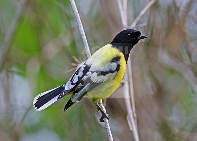 Palawan Tit (Pardaliparus amabilis). An endemic species of bird to Palawan and the smaller islands of Calauit and Balabac in the Philippines. stock-image by Agami/Pete Morris,