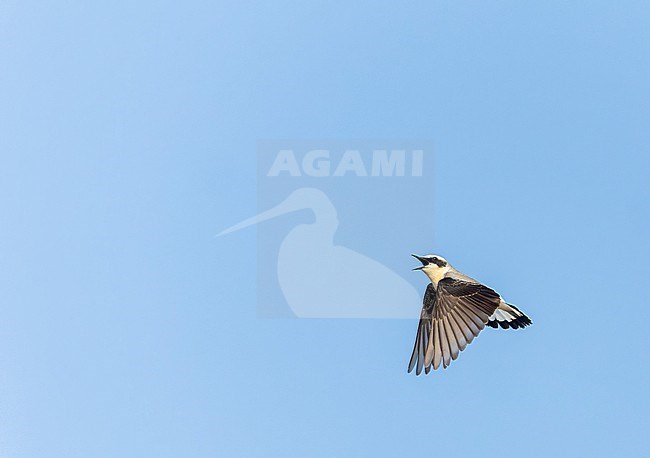 Displaying male Northern Wheatear, Oenanthe oenanthe, on Wadden Isle Texel, Netherlands. stock-image by Agami/Marc Guyt,