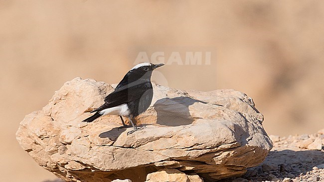 Side view of an adult White-crowned Wheatear (Oenanthe leucopyga) on a rock. Israel stock-image by Agami/Markku Rantala,