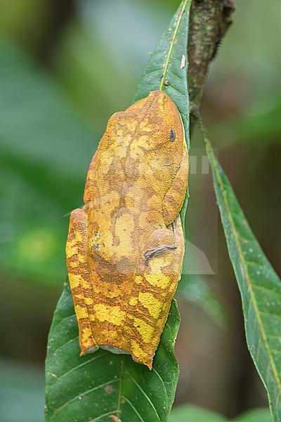 Map Tree Frog (Boana geographica) at Mutatá, Antioquia, Colombia. stock-image by Agami/Tom Friedel,
