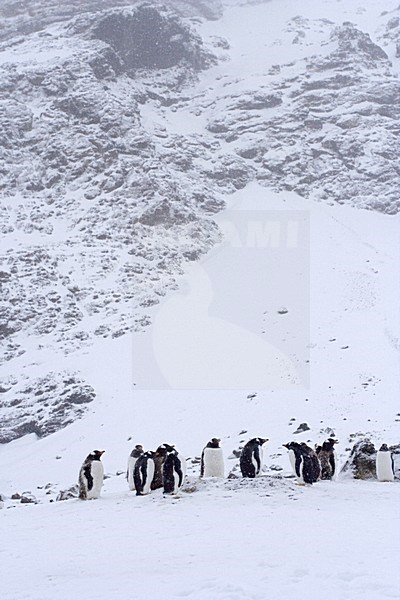 Gentoo Penguin group standing in the snow; EzelspinguÃ¯n groep staand in de sneeuw stock-image by Agami/Marc Guyt,