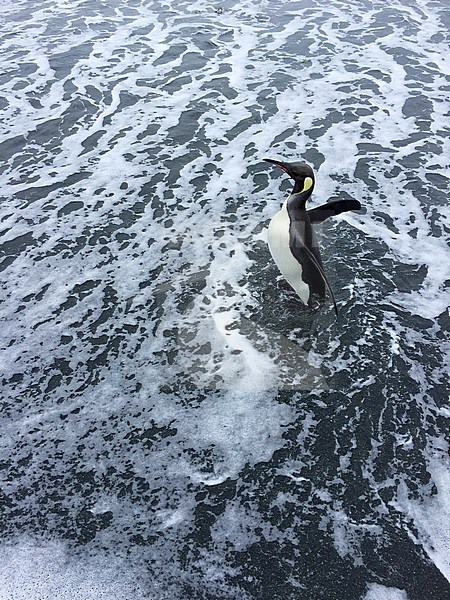 King Penguin (Aptenodytes patagonicus halli) standing on the beach on Macquarie Island, subantarctic Australia. Photographed with a phone from above. stock-image by Agami/Marc Guyt,