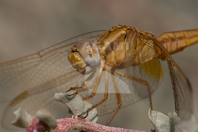 Vuurlibel; Scarlet dragonfly stock-image by Agami/Arnold Meijer,