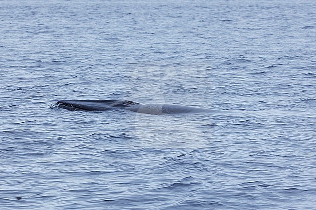 Minke Whale (Balaenoptera acutorostrata) taken the 19/09/2024 at Tadoussac - Canada. stock-image by Agami/Nicolas Bastide,