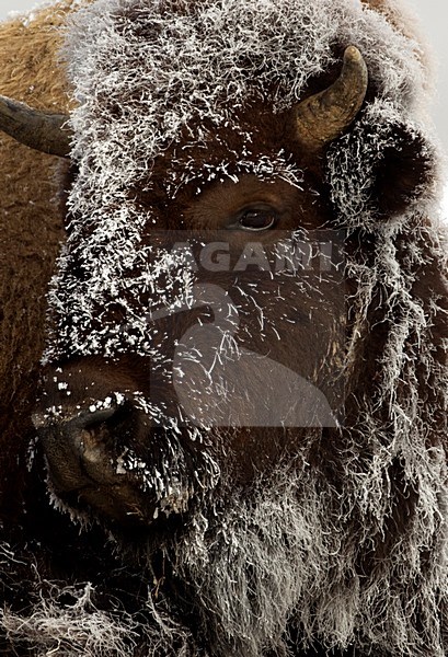 Amerikaanse bizon in de sneeuw, American bison in the snow stock-image by Agami/Danny Green,