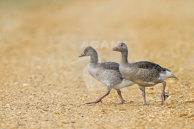 Greylag Goose - Graugans - Anser anser, Germany, goslings stock-image by Agami/Ralph Martin,