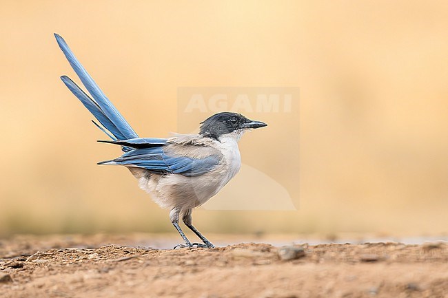 An Azure-winged Magpie raises its vibrant blue tail, a likely sign of excitement. stock-image by Agami/Onno Wildschut,