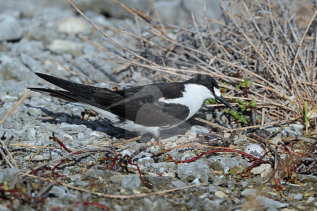 Sooty Tern, Onychoprion fuscatus, at Tekokota - Tuamotu archipelago - French Polynesia. stock-image by Agami/Aurélien Audevard,