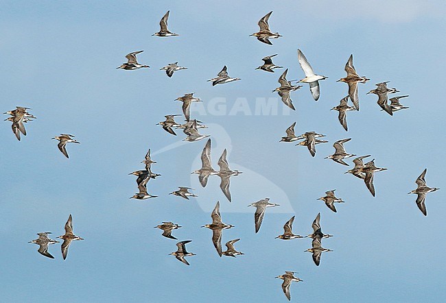 Ruff (Calidris pugnax) in the Netherlands. Large flock of waders in flight. stock-image by Agami/Fred Visscher,