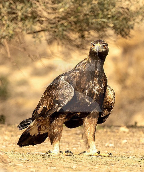 First winter Golden Eagle (Aquila chrysaetos) perched on the ground and close-up stock-image by Agami/Roy de Haas,
