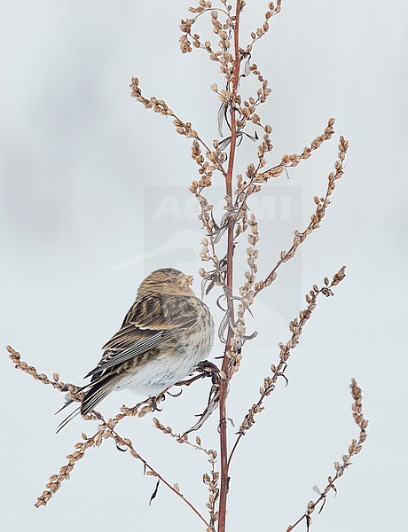 Twite (Carduelis flavirostris) Vantaa Finland February 2018 stock-image by Agami/Markus Varesvuo,