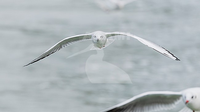 Bonaparte's gull (Chroicocephalus philadelphia) stock-image by Agami/Lennart Verheuvel,