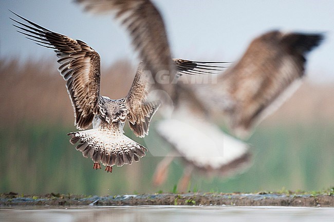 Pontische meeuwen vliegend; Caspian Gulls flying stock-image by Agami/Marc Guyt,