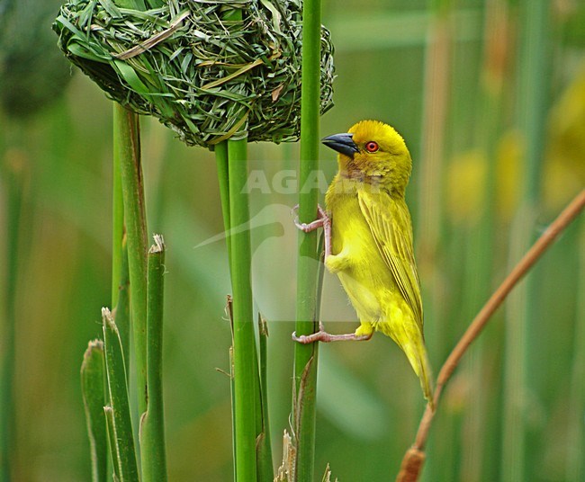 Goudwever, African Golden-Weaver, Ploceus subaureus stock-image by Agami/Pete Morris,