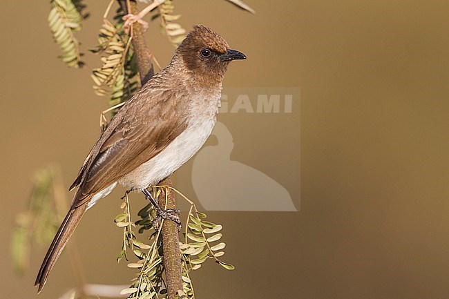 Common Bulbul - Graubülbül - Pycnonotus barbatus ssp. barbatus, Morocco stock-image by Agami/Ralph Martin,