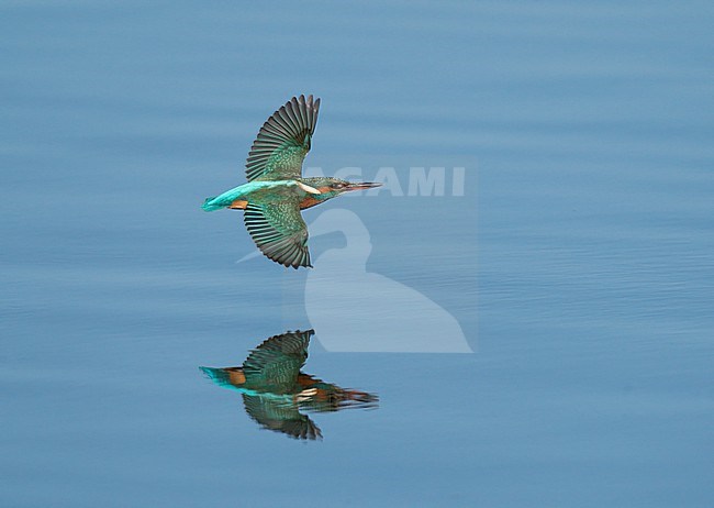 Common Kingfisher (Alcedo atthis) flying, migrating low over water surface of river Maas showing upperside and reflection stock-image by Agami/Ran Schols,