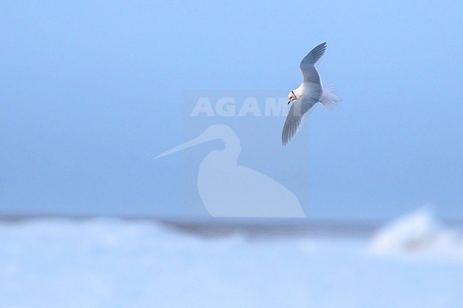 Adult male Ross's Gull (Rhodostethia rosea) in flight in breeding plumage during the short arctic spring in Barrow, Alaska, USA in June 2018 stock-image by Agami/Dubi Shapiro,