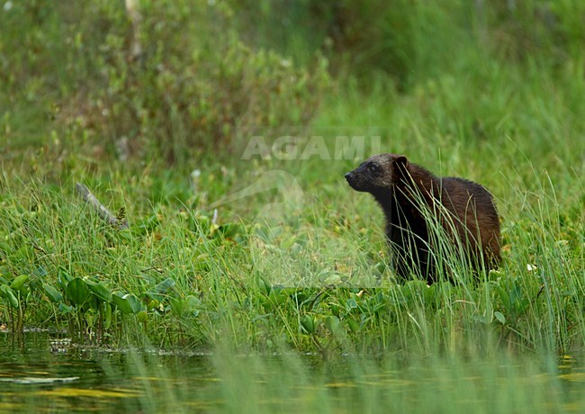 Veelvraat in gras, Wolverine in grassland stock-image by Agami/Danny Green,
