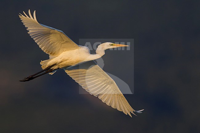 Grote Zilverreiger, Great Egret, Egretta alba stock-image by Agami/Daniele Occhiato,