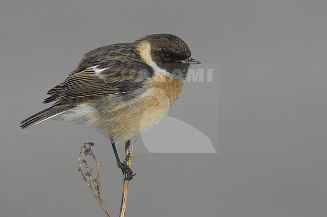 European Stonechat male winterplumage perched; Roodborsttapuit man winterkleed zittend stock-image by Agami/Daniele Occhiato,