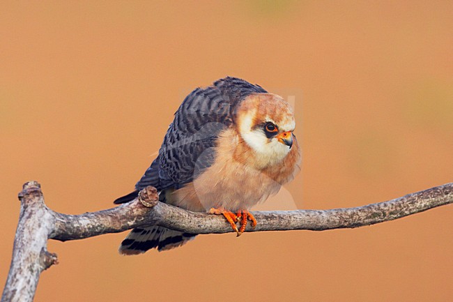 Roodpootvalk, Red-Footed Falcon, Falco vespertinus stock-image by Agami/Jari Peltomäki,