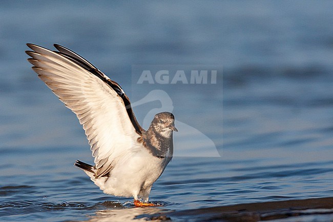 Ruddy Turnstone (Arenaria interpres) along the coast in the Netherlands. stock-image by Agami/Marc Guyt,