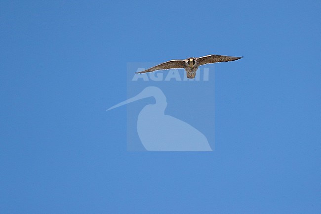 Peregrine Falcon (Falco peregrinus), colour ringed 2cy male flying over stock-image by Agami/Arnold Meijer,