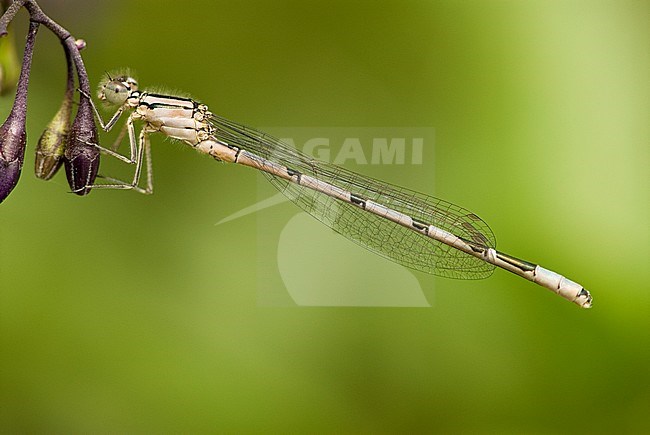 Vers mannetje Watersnuffel, Immature male Enallagma cyathigerum stock-image by Agami/Wil Leurs,