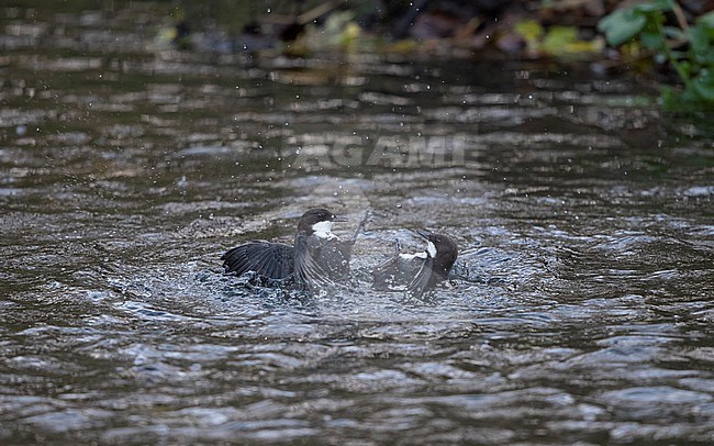 White-throated Dipper (Cinclus cinclus cinclus) two birds fighting in the water in a creek at Rådvad, Denmark stock-image by Agami/Helge Sorensen,