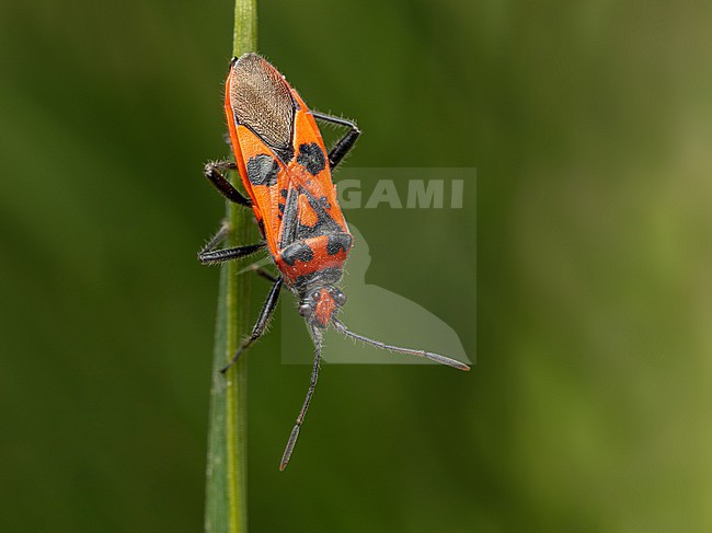 Adult Corizus hyoscyami stock-image by Agami/Arnold Meijer,