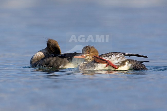 Middelste Zaagbek vrouwtjes zwemmend; Red-breasted Merganser females swimming stock-image by Agami/Daniele Occhiato,