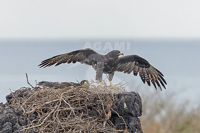 Galapagos hawk (Buteo galapagoensis) on the Galapagos Islands, part of the Republic of Ecuador. Standing with its wings stretched on its nest. stock-image by Agami/Pete Morris,