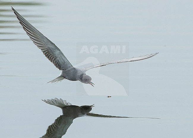 Black tern (Chlidonias niger) in flight, catching prey. stock-image by Agami/Lennart Verheuvel,