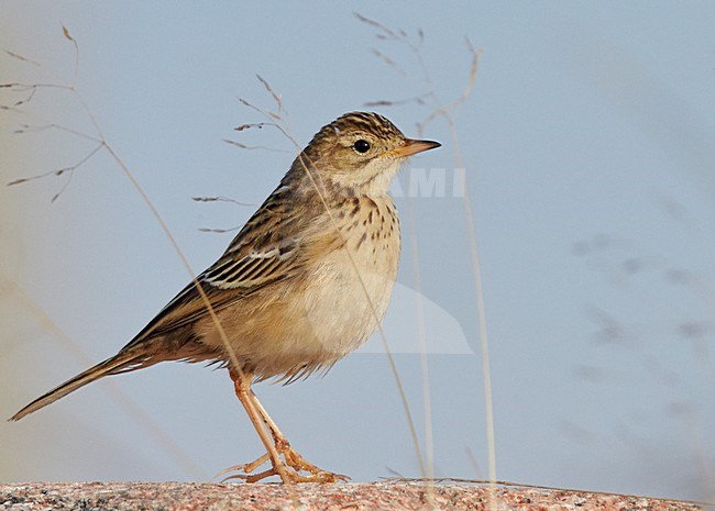 Mongoolse Pieper, Blyth's Pipit stock-image by Agami/Markus Varesvuo,