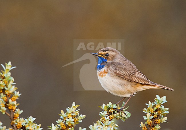 Blauwborst, White-spotted Bluethroat, Luscinia svecica stock-image by Agami/Menno van Duijn,