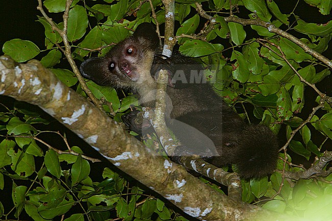Aye-aye (Daubentonia madagascariensis) foraging during the night in Madagascar. This is world's largest nocturnal primate. stock-image by Agami/Dubi Shapiro,